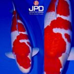 JPD koi photo collections