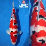 JPD koi photo collections