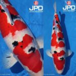 JPD koi photo collections