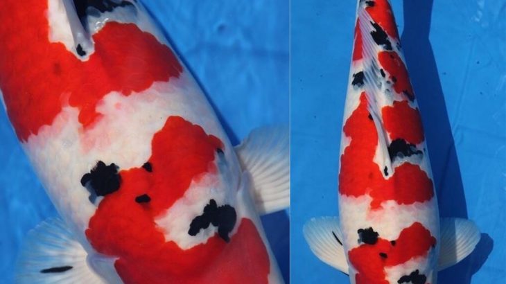 JPD koi photo collections