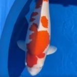 JPD koi photo collections