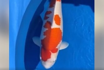 JPD koi photo collections