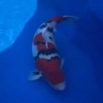 JPD koi photo collections