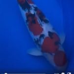 JPD koi photo collections