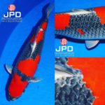 JPD koi photo collections