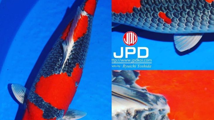 JPD koi photo collections