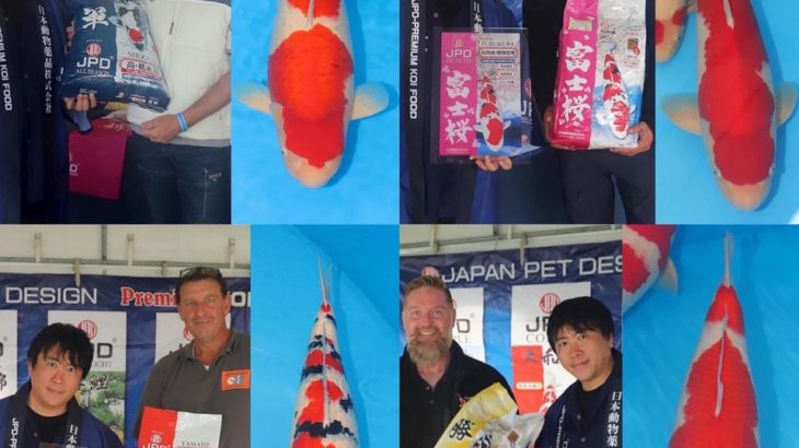 1 year ago at Holland Koi Show in Arcen