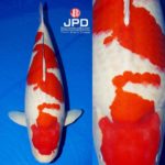 JPD koi photo collections