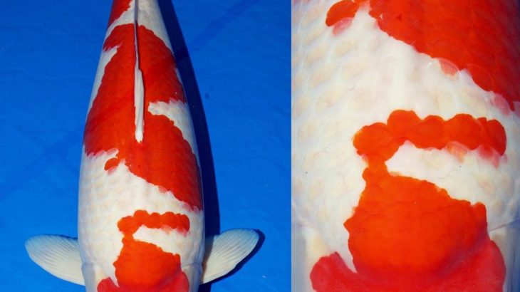 JPD koi photo collections