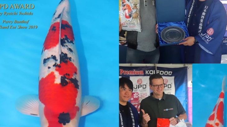 1 year ago at Holland Koi Show in Arcen