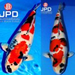 JPD koi photo collections