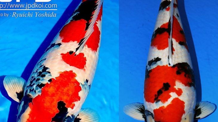 JPD koi photo collections