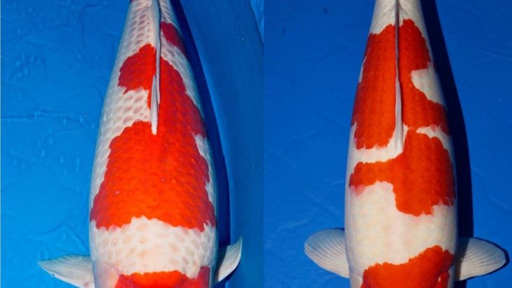 JPD koi photo collections