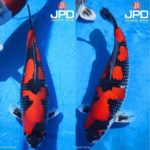 JPD koi photo collections