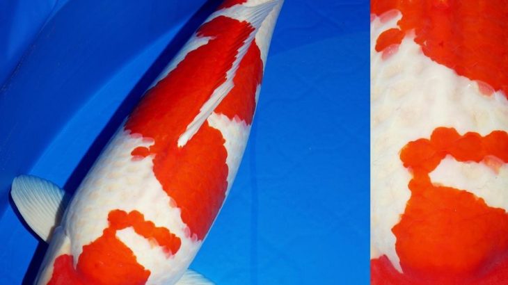 JPD koi photo collections