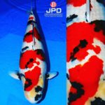 JPD koi photo collections