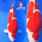 JPD koi photo collections