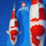 JPD koi photo collections