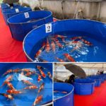 Dainichi Koi Farm  For Sale event .