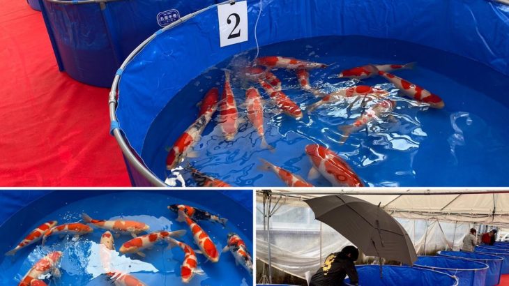 Dainichi Koi Farm  For Sale event .