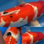 Marujyu koi farm breed “Sanke”