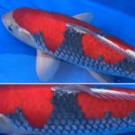 67th Nagaoka koi show on 25 October 2020