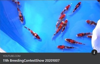 11th Breeding Contest Show  7 October 2020 at Narita Koi Farms Japan.