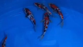 11th Breeding Contest Show  7 October 2020 at Narita Koi Farms Japan.