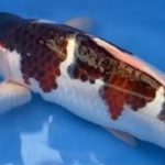 Marujyu koi farm breed “Budou Goromo”