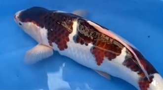 Marujyu koi farm breed “Budou Goromo”