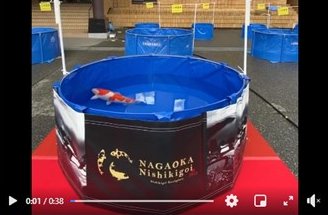 67th Nagaoka koi show on 25 October 2020