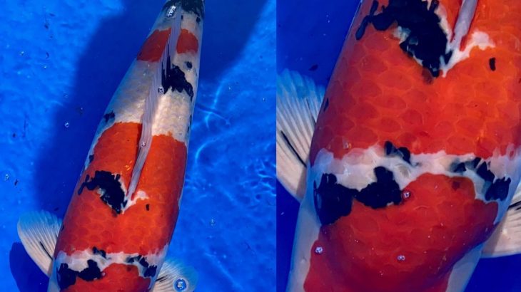 ZNA Hyogo Branch Koi Show  1 November 2020.