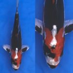 ZNA Hyogo Branch Koi Show  1 November 2020.