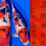 57th Horoshima koi show Nogyosai in Hiroshima