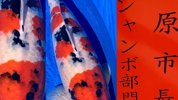 57th Horoshima koi show Nogyosai in Hiroshima