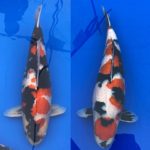 60th Niigata Nogyosai koi show.