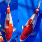 November 14, 2020 The 45th Tokai District Koi Show