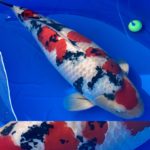 November 14, 2020 The 45th Tokai District Koi Show