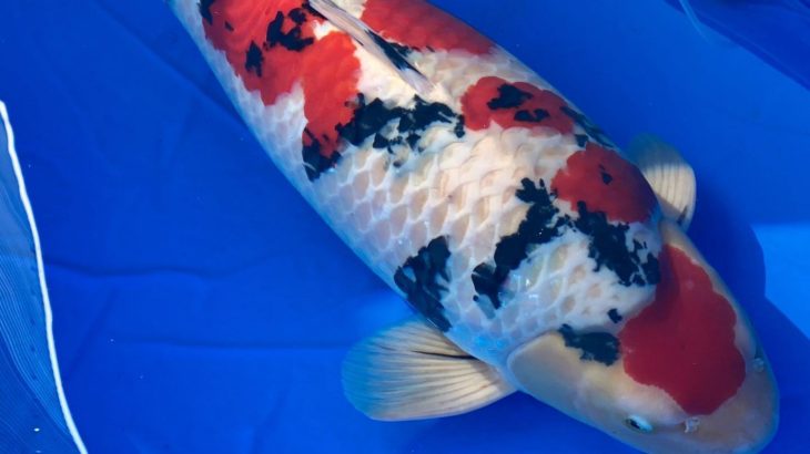 November 14, 2020 The 45th Tokai District Koi Show