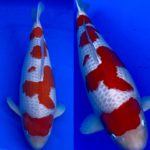 November 14, 2020 The 45th Tokai District Koi Show