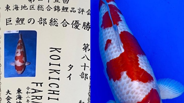 November 14, 2020 The 45th Tokai District Koi Show