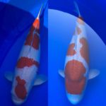 49th Chiba prefecture koi show