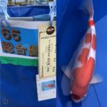 Tohoku Hokkaido district koi show on 31 October-1 November 2020