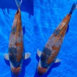 55th Fukui prefecture koi show on 21-22 November 2020