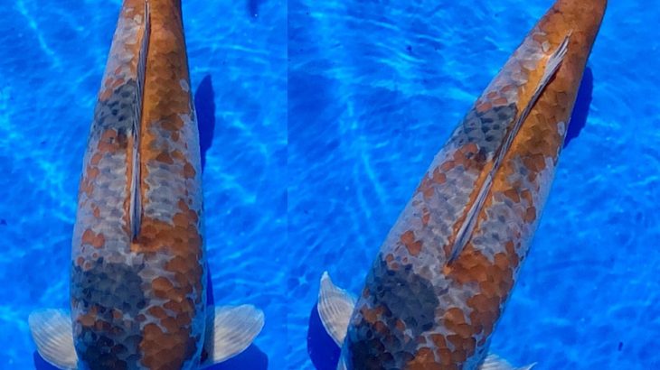 55th Fukui prefecture koi show on 21-22 November 2020