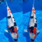 55th Fukui prefecture koi show on 21-22 November 2020