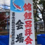 55th Fukui prefecture koi show on 21-22 November 2020