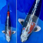 21th Hokuriku district koi show