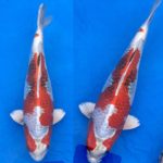 21th Hokuriku district koi show