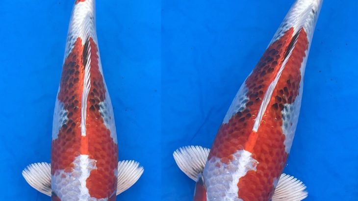 21th Hokuriku district koi show